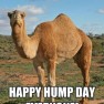 camel-on-hump-day-243x300