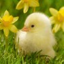 spring-season