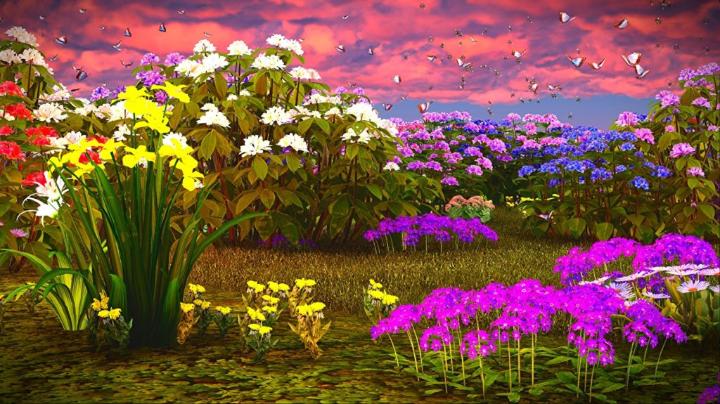 Floxes_Daffodils